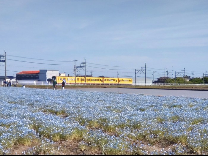 ネモフィラ畑と三岐鉄道