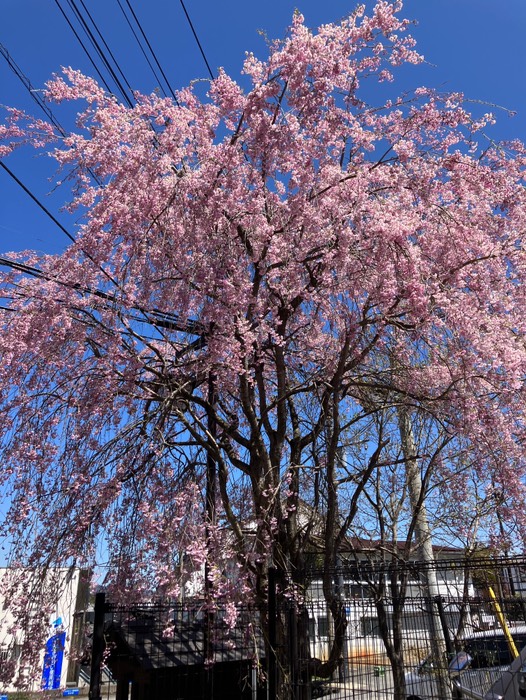 まだ桜が咲いてました🌸