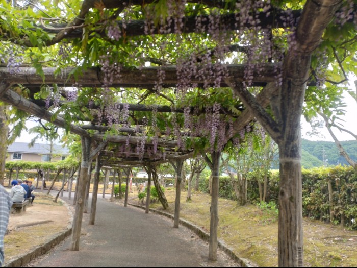 紫式部公園 藤棚
