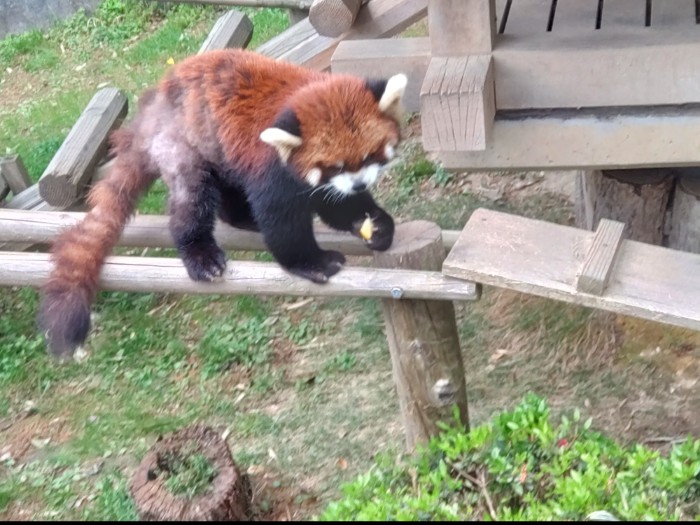 レッサーパンダ