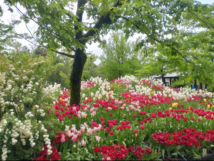 砺波チューリップ公園