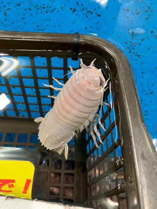 オオグソクムシ