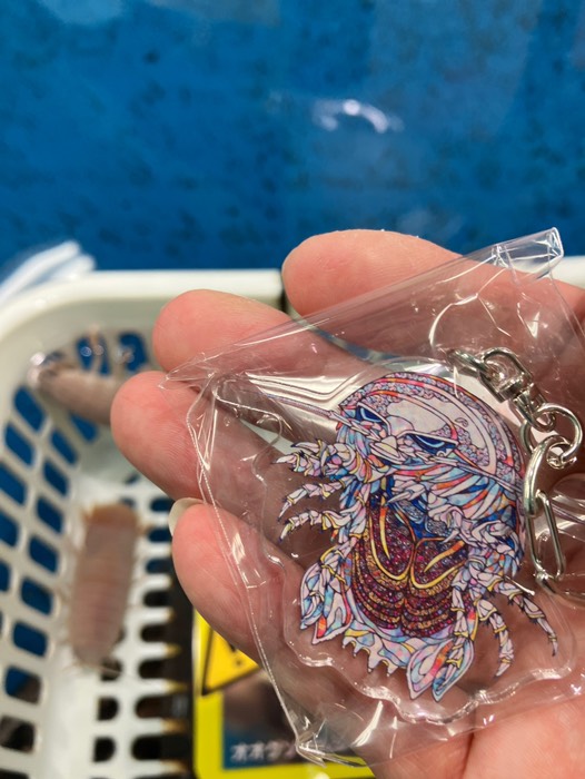 なんとかオオグソクムシゲット！