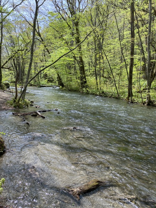 奥入瀬渓流②