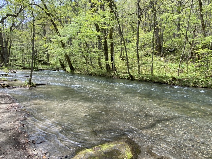 奥入瀬渓流③