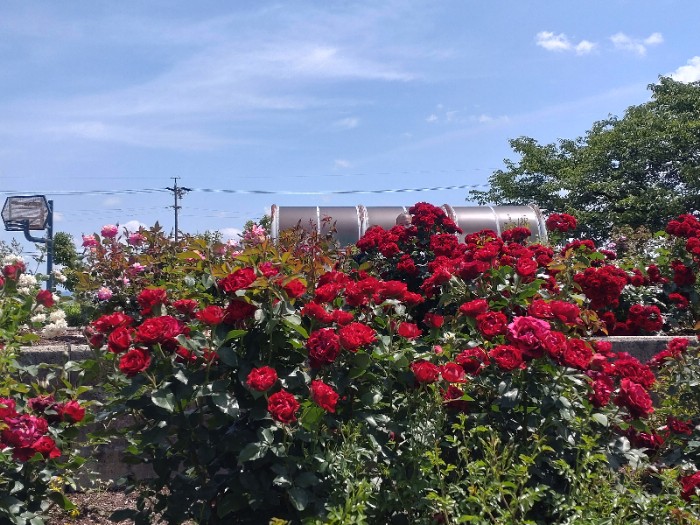 大野バラ公園