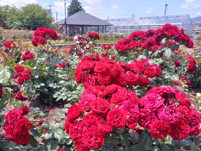 大野バラ公園