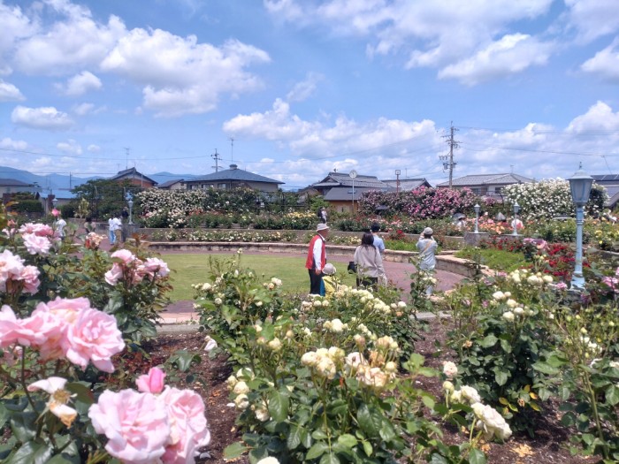 大野バラ公園