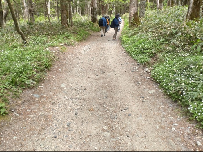 ニリンソウの散歩道