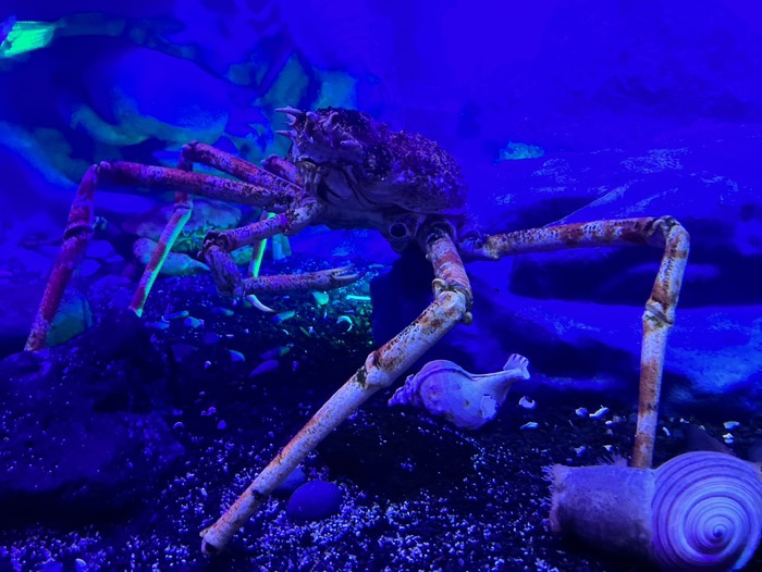 タカアシガニ？