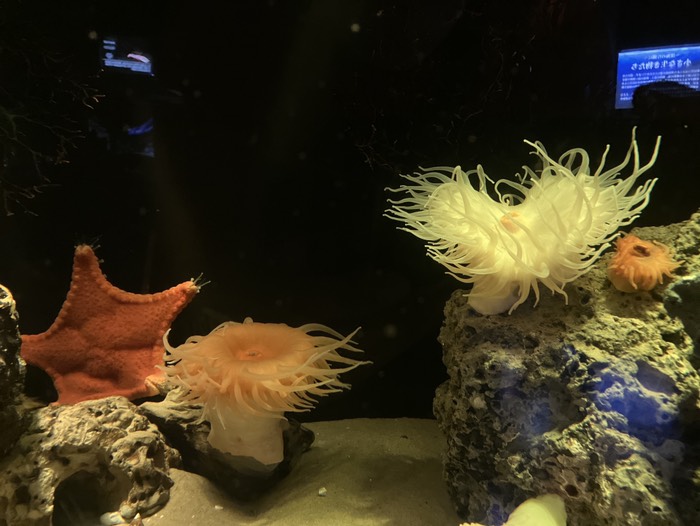 イソギンチャク