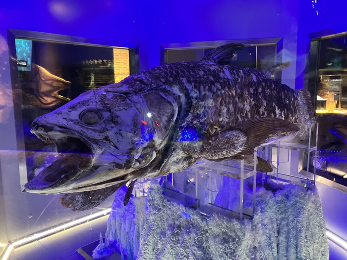 冷凍シーラカンス