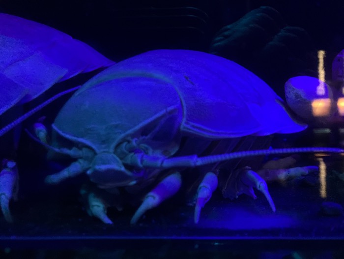 ダイオウグソクムシ