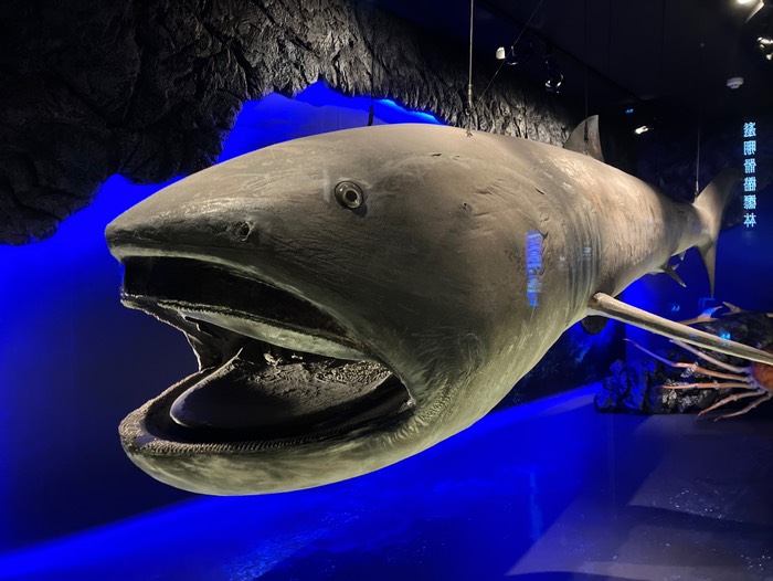 メガマウス(模型)