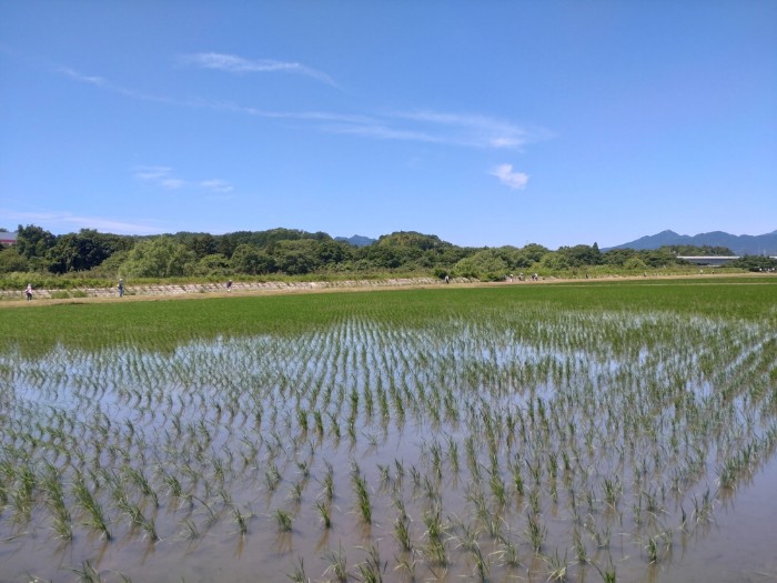 さわやかウォーキング