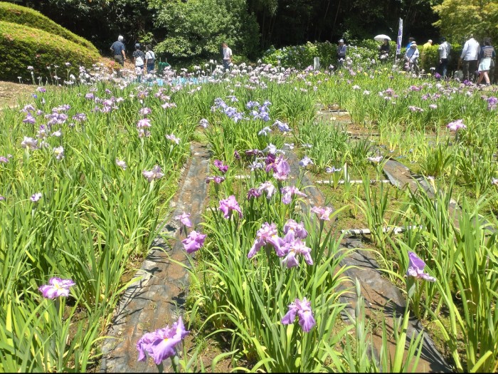 花しょうぶ園