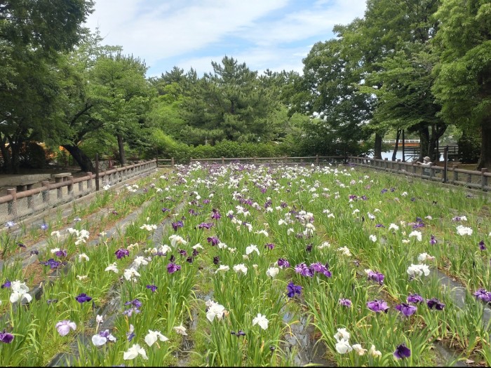 九華公園 しょうぶ園