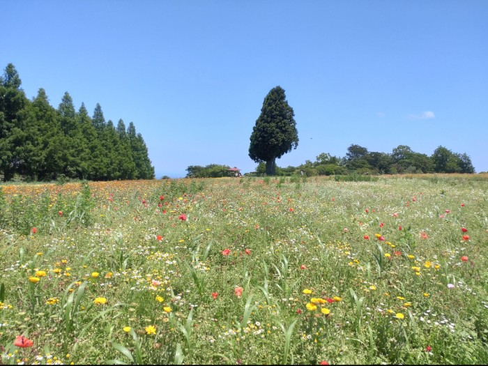 ハーブガーデン