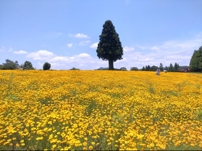 ダイヤーズカモミール
