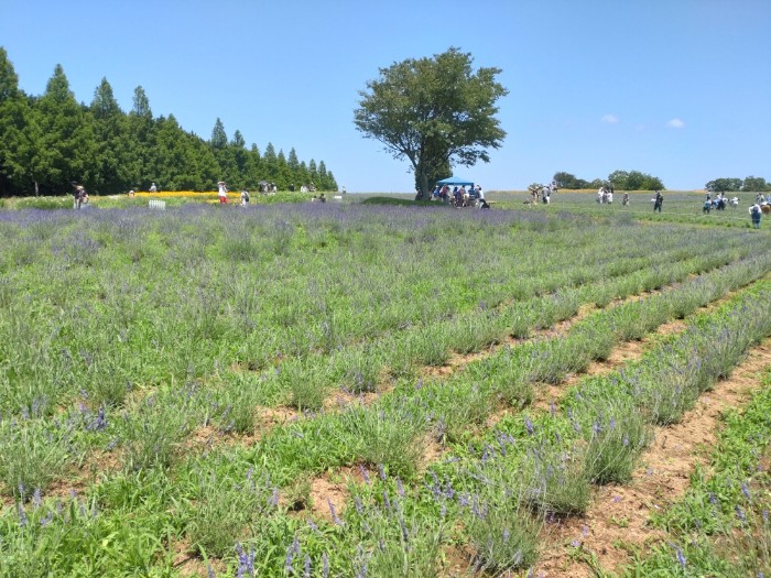 ハーブガーデン