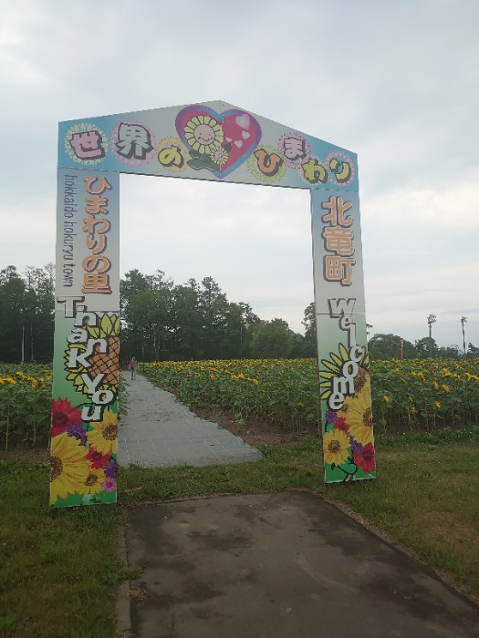 ヒマワリのサト