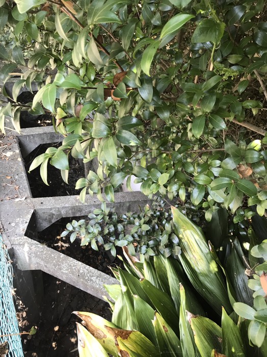 砂川用水コケモモ公園付近