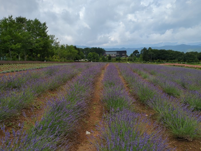 ラベンダ―畑