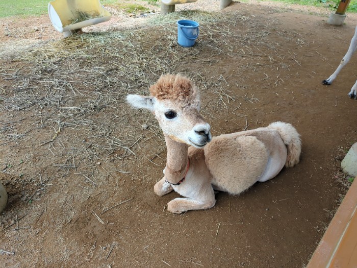 アルパカ