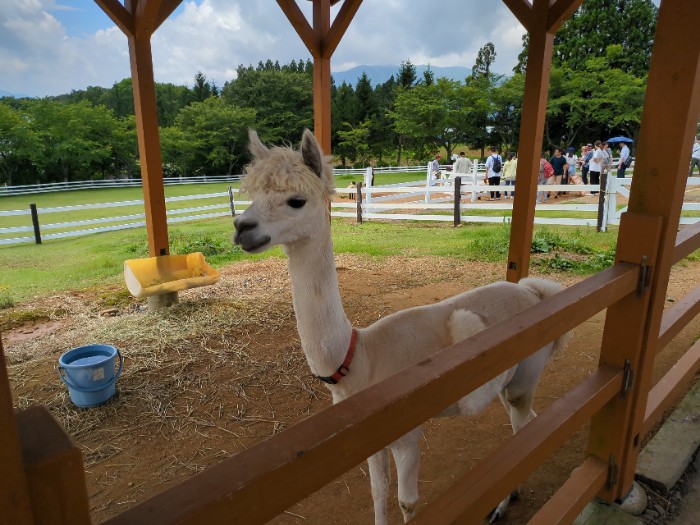 アルパカ