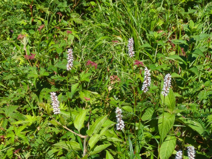 イブキトラノオ