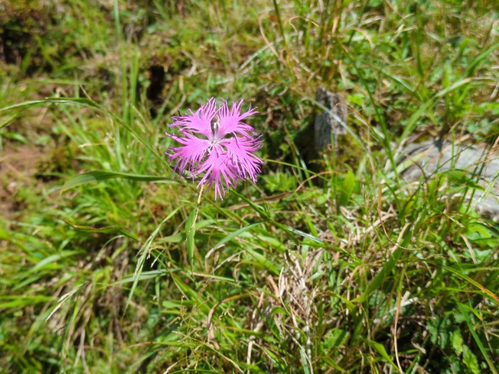 カワラナデシコ