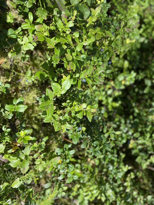 Heidelbeersträucher