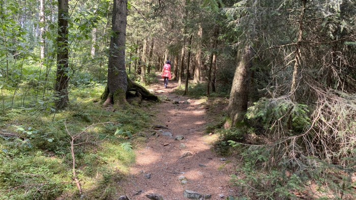 Triberger Staatswald