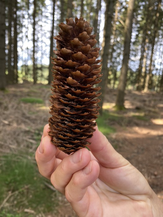Tannenzapfen