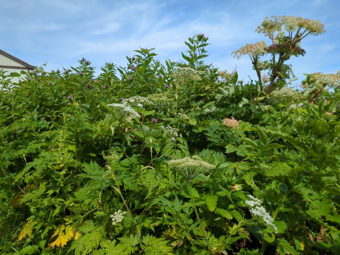 高山植物