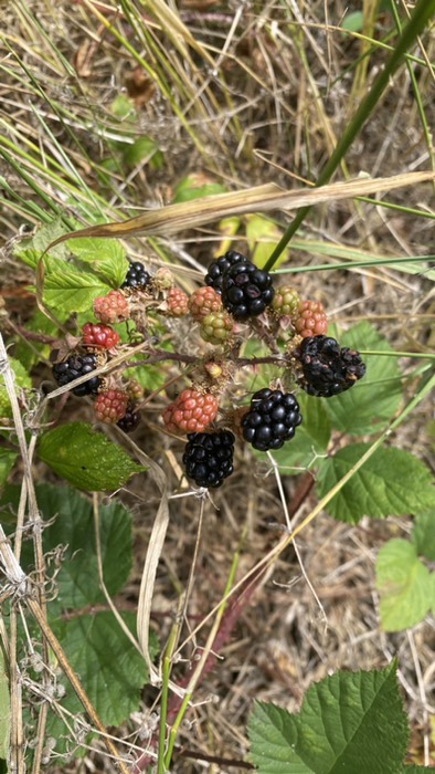 Brombeeren 