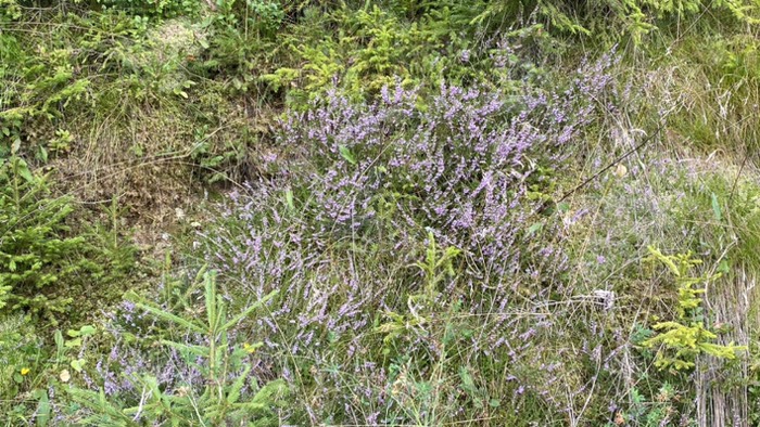 “Erika” blüht überall 