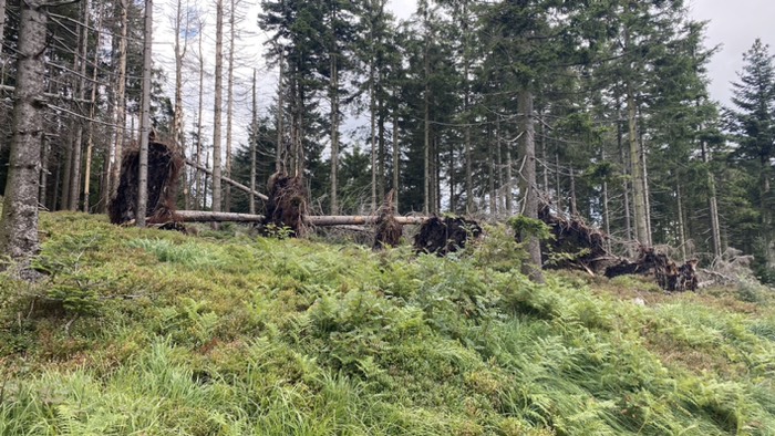 Nationalpark Schwarzwald 