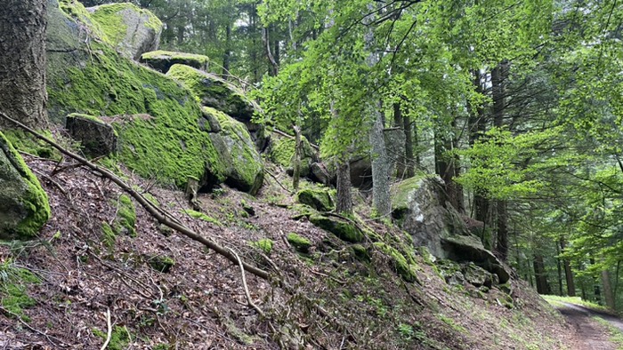 Bemooste Felsblöcke 