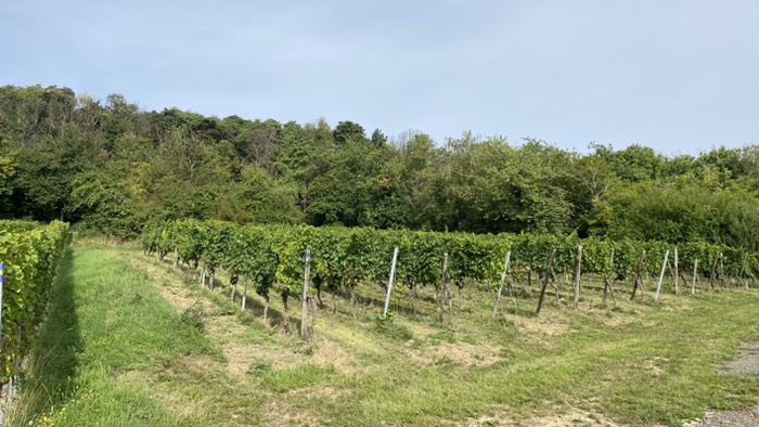 Reben wohin man schaut 