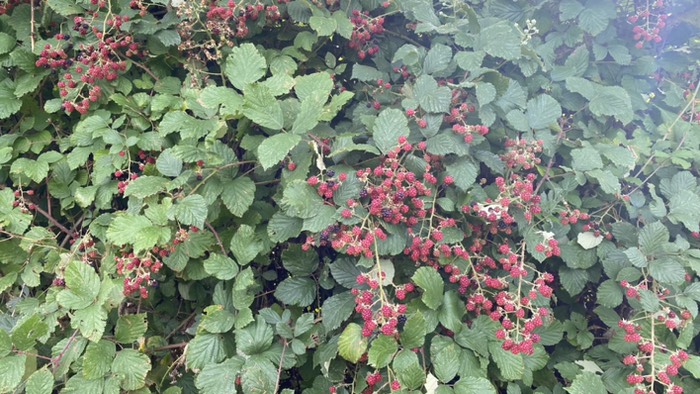 Brombeeren 