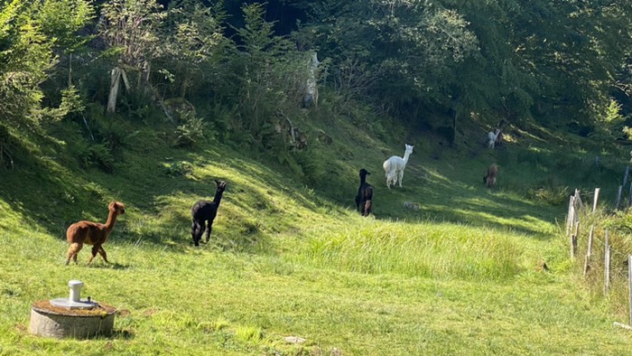 Kleinherde „Alpakas“