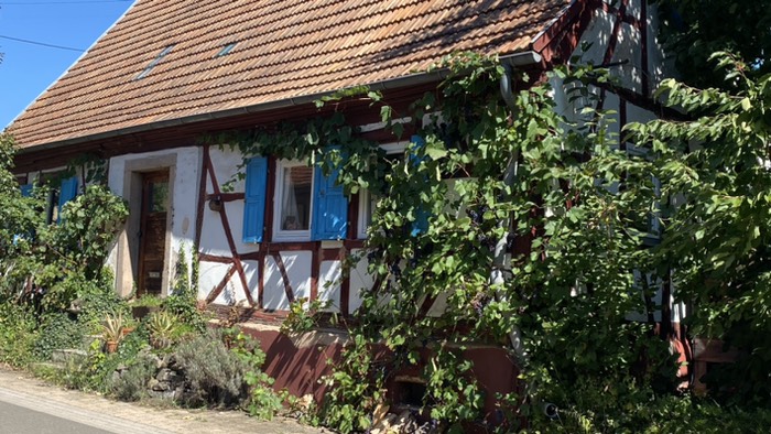 Reben wachsen praktisch ins Haus