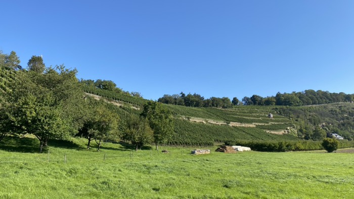 Rebhänge bei Staudernheim
