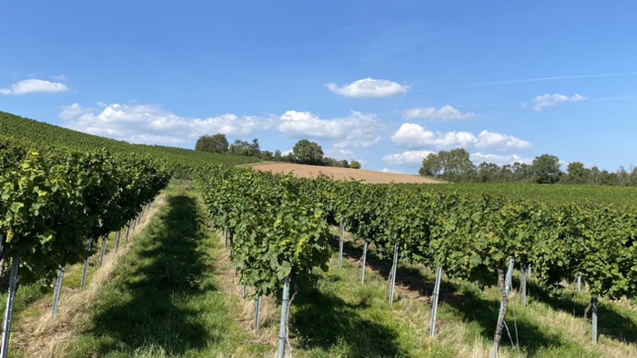 Eingebettet in Rebhänge 