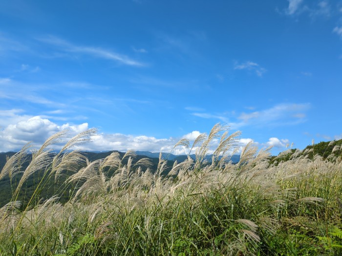 すすきの原