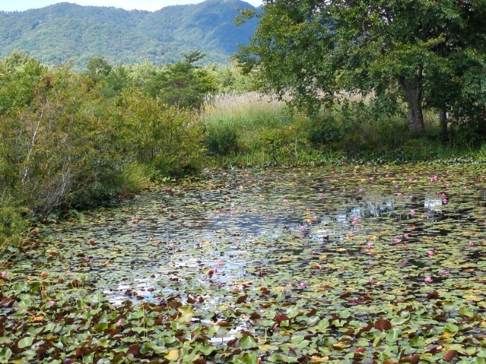 ひるがの湿原植物園 ハス池