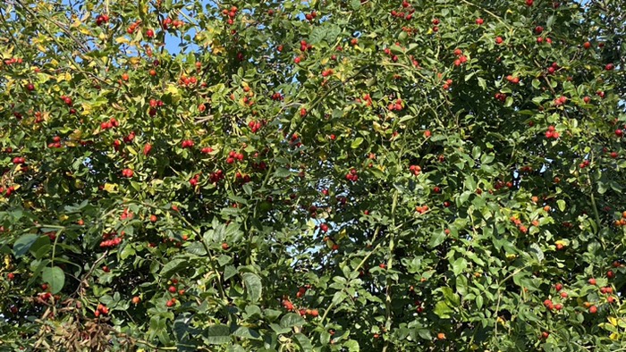 Hagebutten  In Hülle und Fülle 