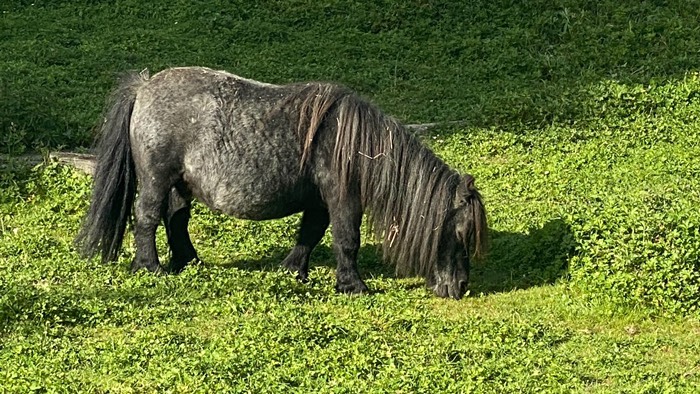 Pony mit extrem „kurzen“ Beinen 
