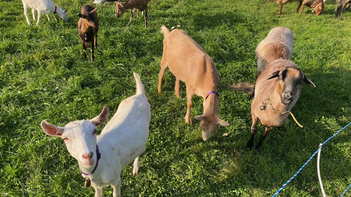 Tiere als Fotomotiv 